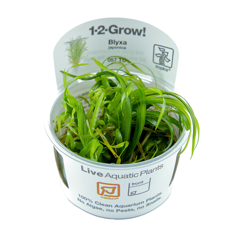 Blyxa japonica (Small Blyxa)